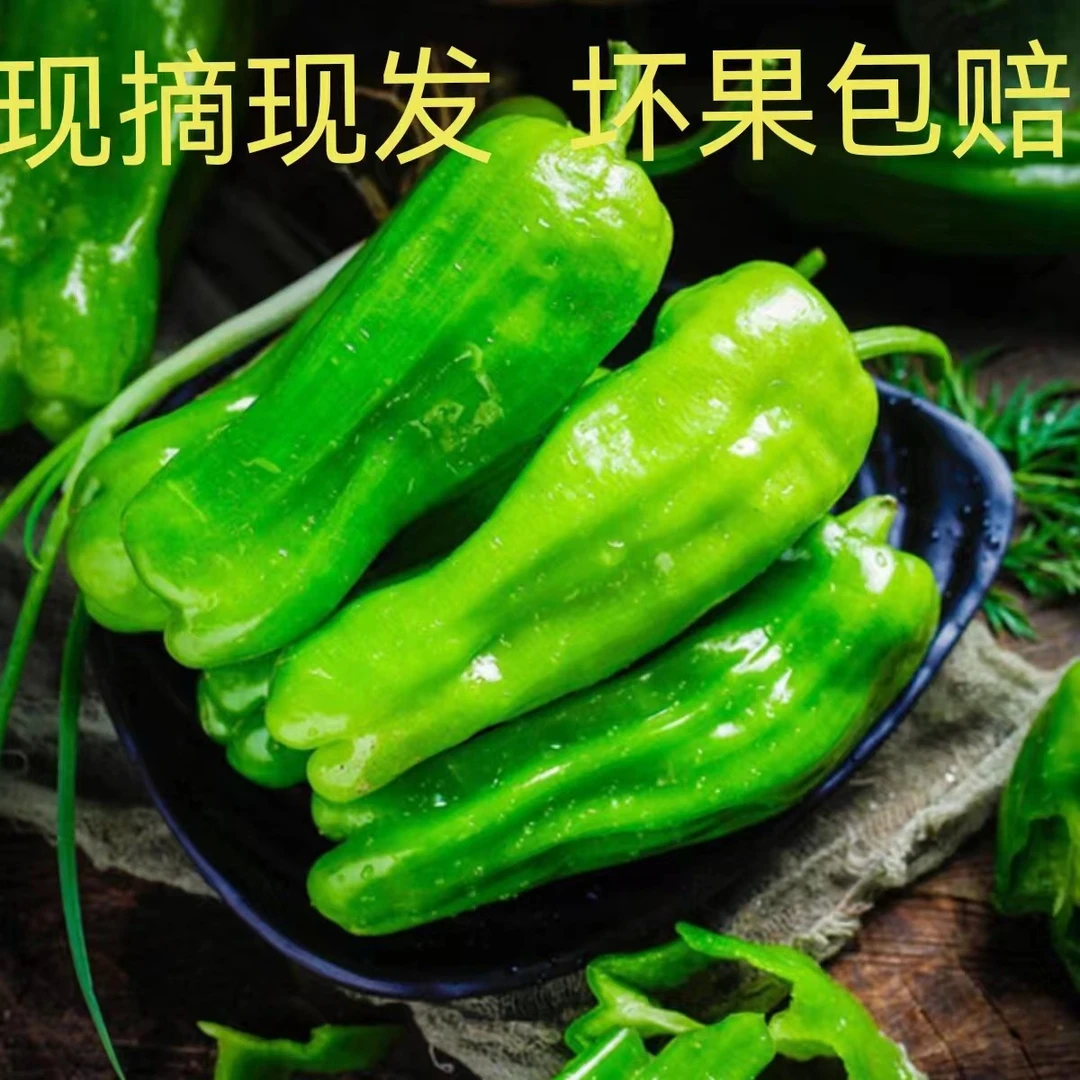江苏丰县新鲜采摘薄皮虎皮青椒自种发货现摘现发皮薄个大3斤