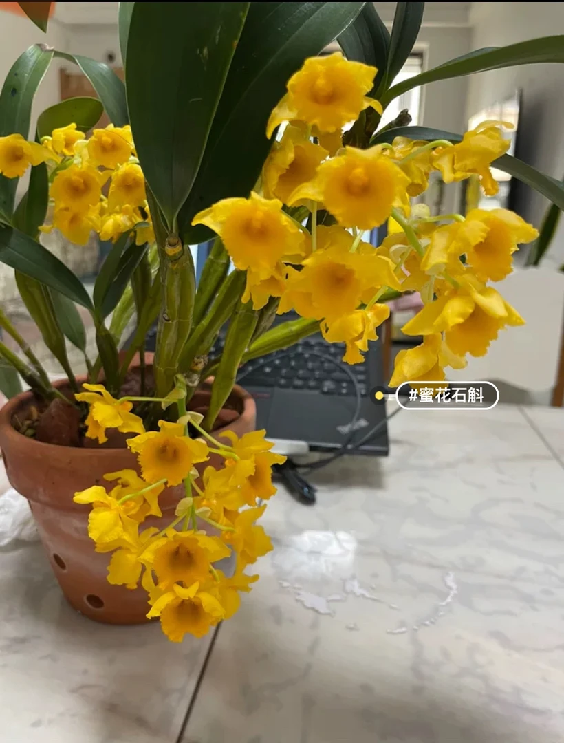 蜜花石斛室内石斛兰盆栽石斛兰（大盆盆栽6个花杆以上）兰花盆栽