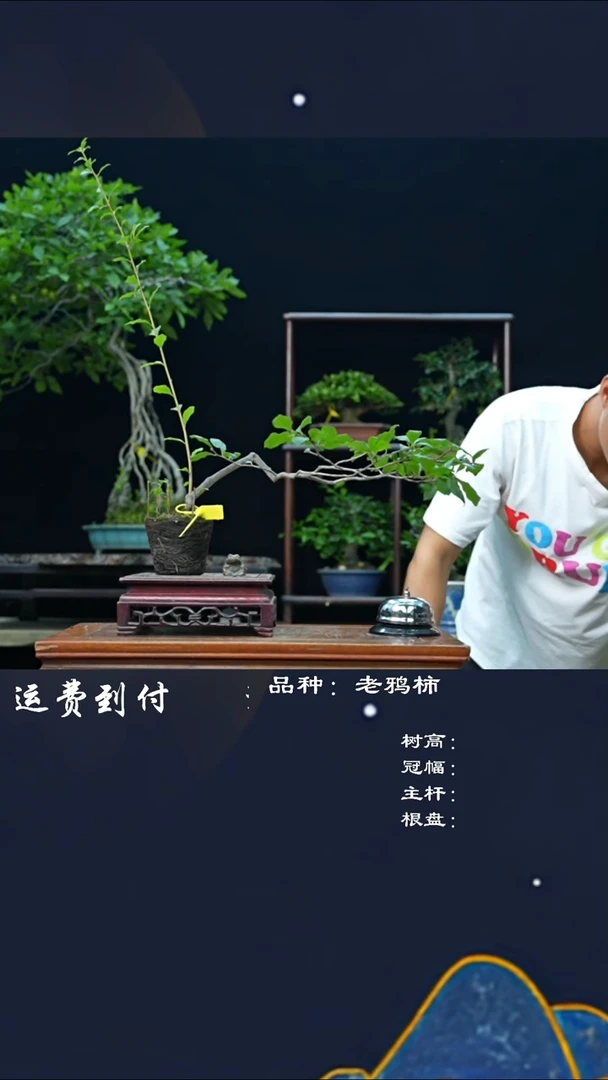 【闪购商品】117273老鸦柿