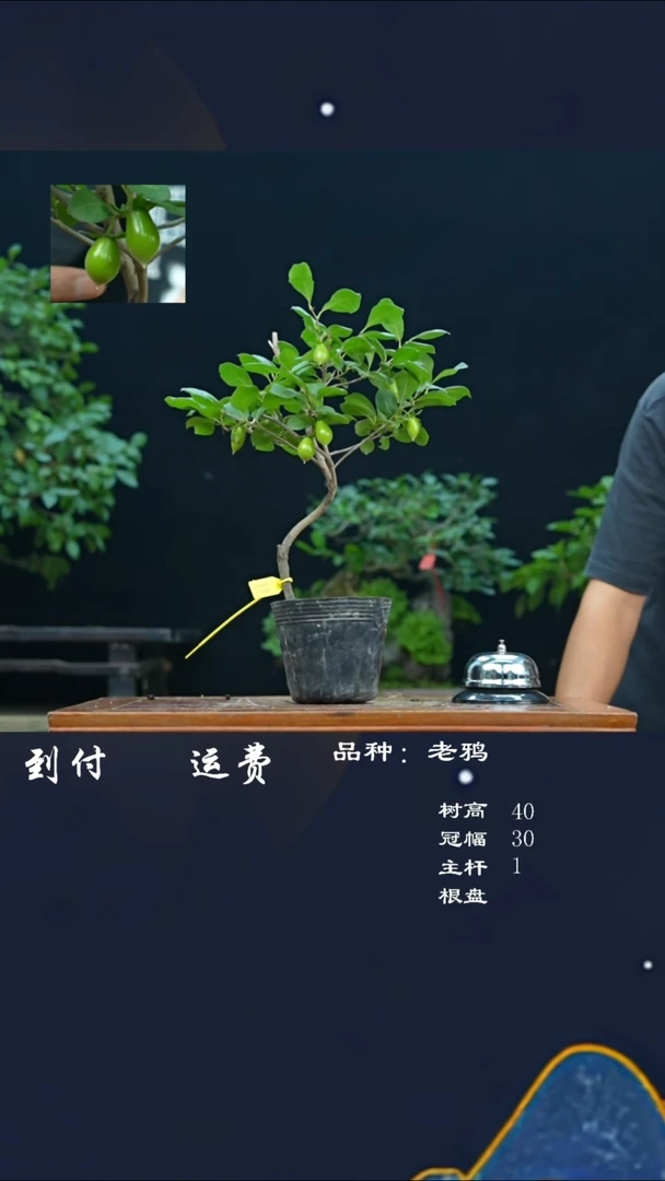 【闪购商品】113526