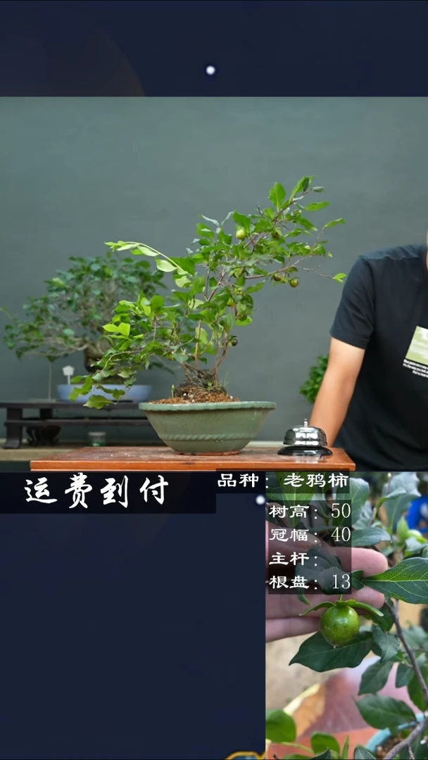 【闪购商品】13老鸦柿