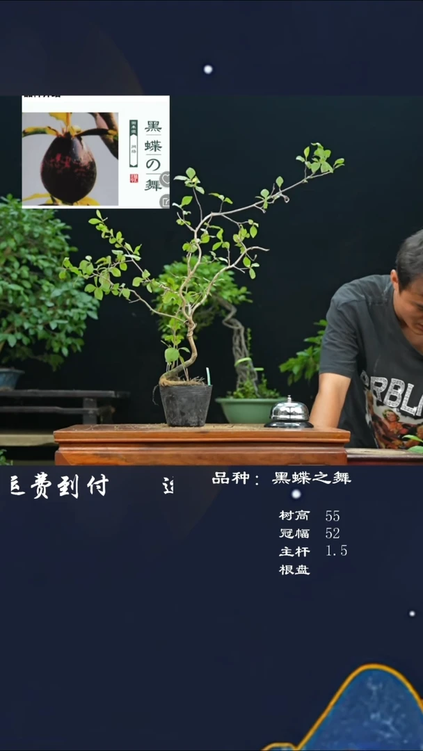 【闪购商品】25老鸦
