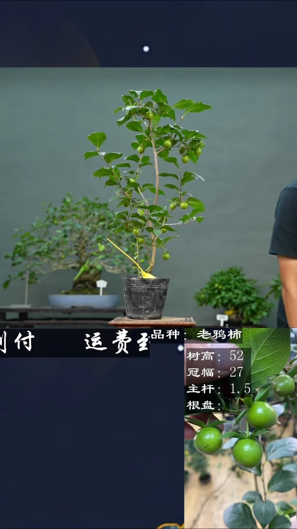【闪购商品】113793