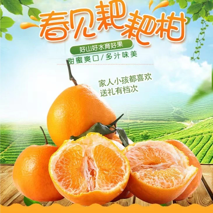 川蜀仁品 限量春见耙耙柑橘子当季水果新鲜4.5-8斤装整现摘送礼