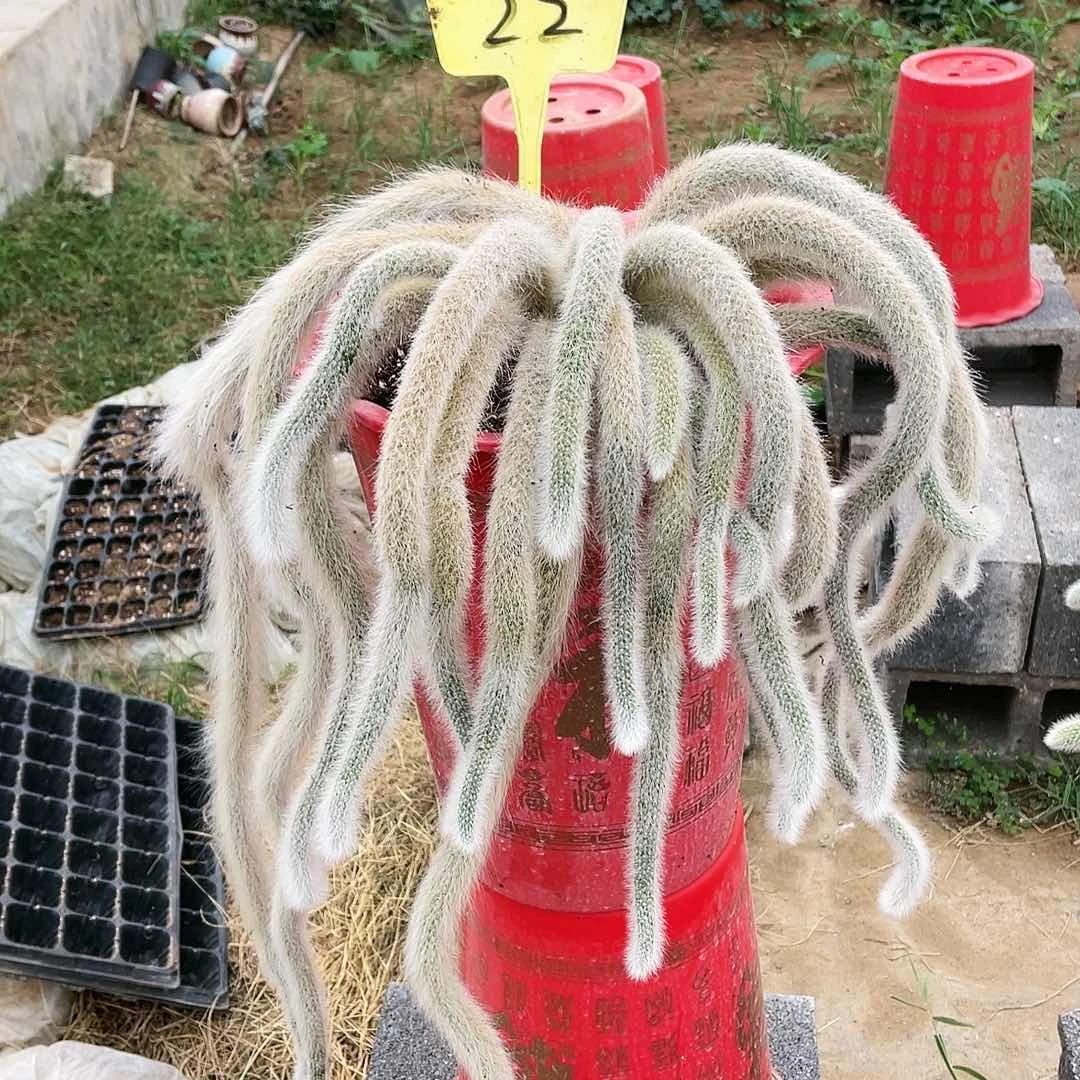 九尾狐大颗处理不包售后1颗的