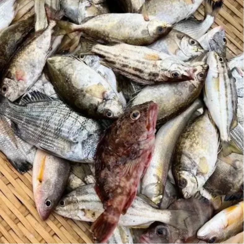 【杂鱼链接】海鲜1斤起【以直播间为主】
