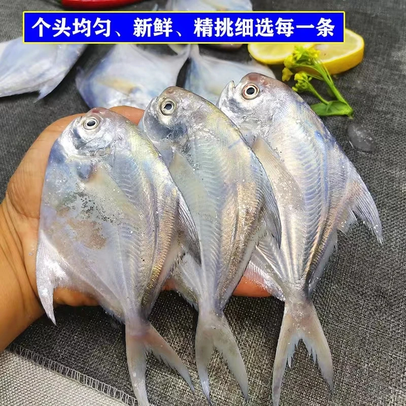 【冻发4斤鲳鱼】每斤6条东海野生海捕白鲳银鲳超低温冻发产顺丰包邮