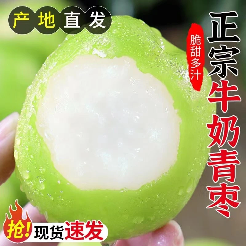 云南正宗牛奶大青枣贵妃枣水果产地直发新鲜枣子 3/5斤 脆甜青枣