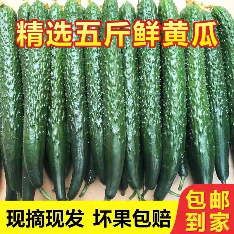 黄瓜 长黄瓜新鲜黄瓜绿瓤榨汁必备农家自种清脆爽口