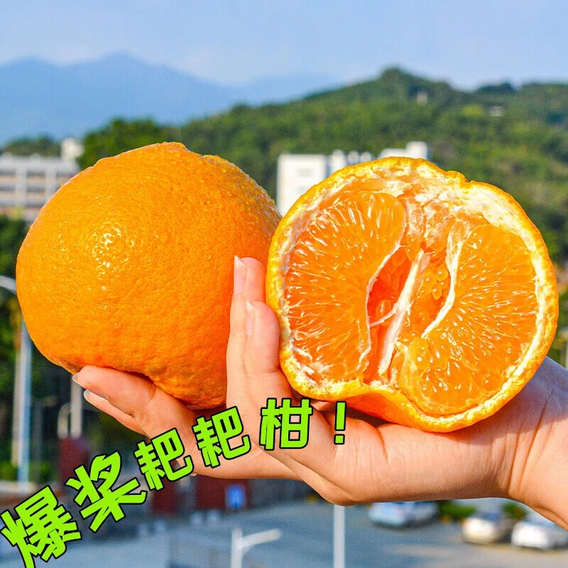 四川春见耙耙柑柑橘香甜爆汁爽口细腻当季新鲜水果净重4.5斤装