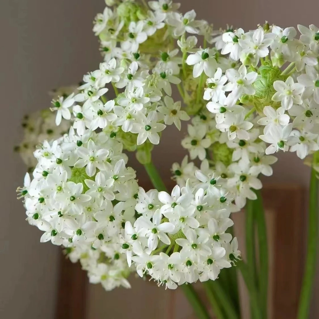天鹅绒鲜切花小众花材轻奢高档小清新鲜花