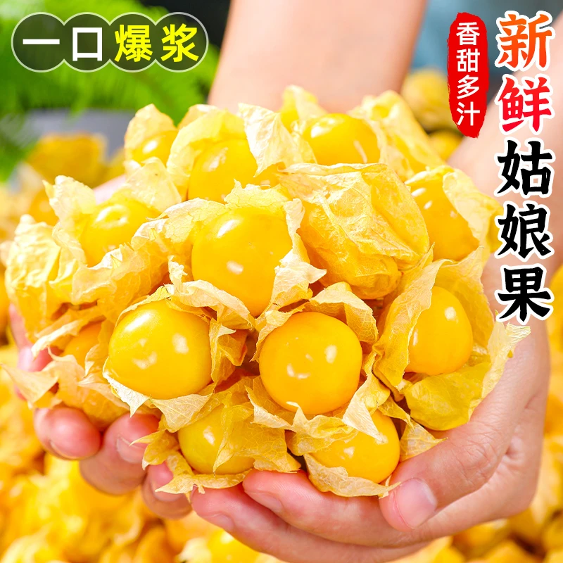 【香甜多汁】东北姑娘果1-5斤装 当季水果新鲜菇娘果灯笼果菇茑果