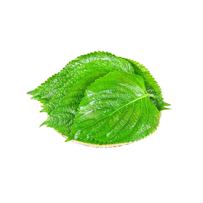 【顺丰包邮】新鲜苏子叶250-500g寿司蘸酱紫苏叶蔬菜紫苏烤肉食材
