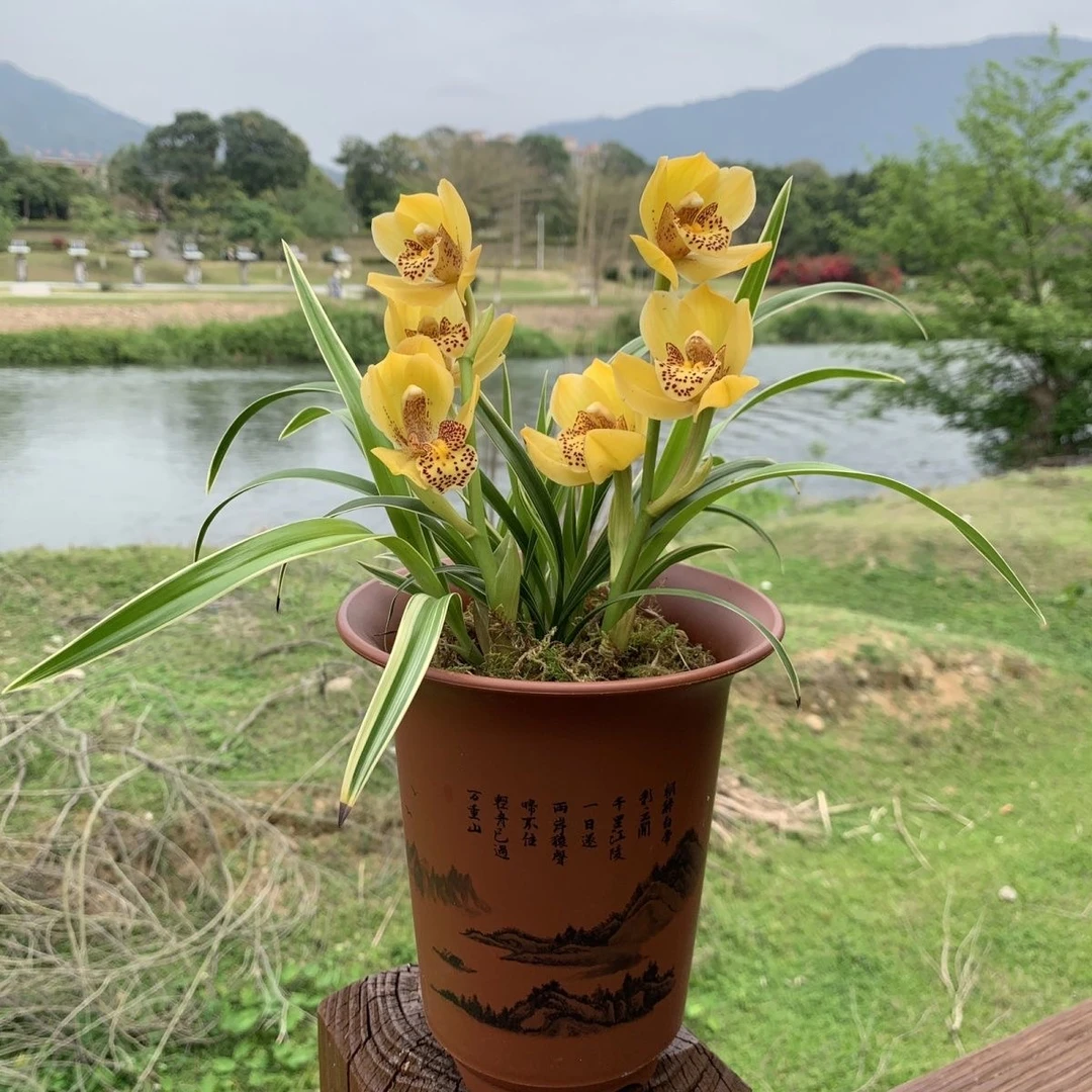 四季兰老品种金如意带花苞好养活浓香