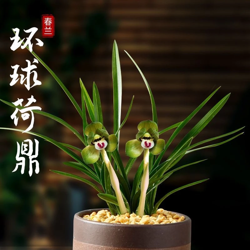 春兰环球荷鼎 矮种兰花 荷瓣 浓香好养活