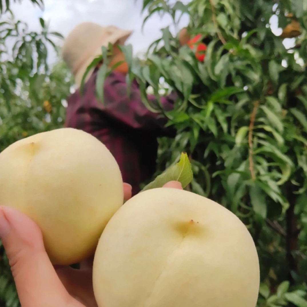 湖南高山新鲜现摘大白桃冬桃肉质白润清脆爽甜