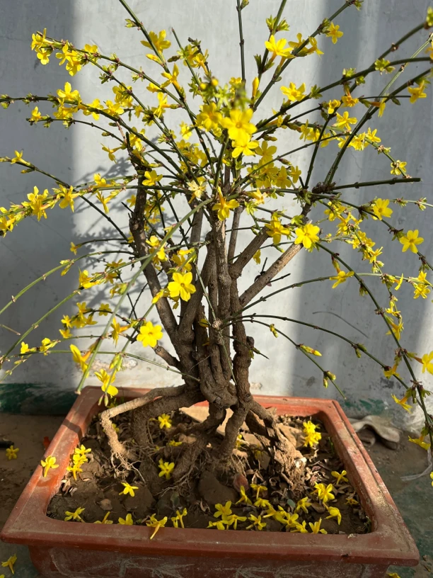 迎春花（甘肃.宁夏.青海.新疆.西藏.海南.不包邮）介意勿拍