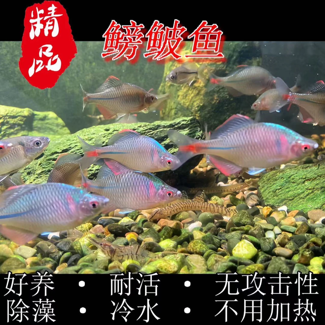 七彩鳑鲏鱼冷水观赏鱼石旁皮除藻淡水活体易养耐活原生小型鱼群游