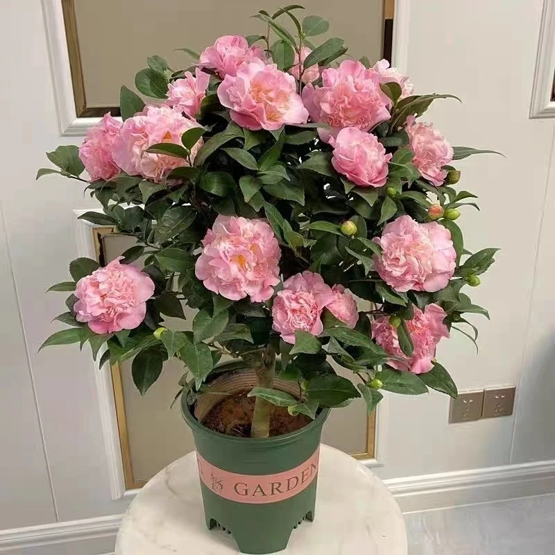 【带花苞】4年大苗香妃茶花盆栽独杆老桩带花四季开花庭院阳台好养