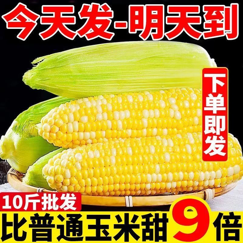 【甜脆】云南水果玉米新鲜采摘鲜嫩饱满自然成熟生吃香甜多汁榨汁