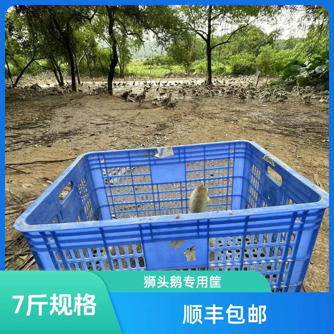 狮头鹅专用周转筐7斤装容量
