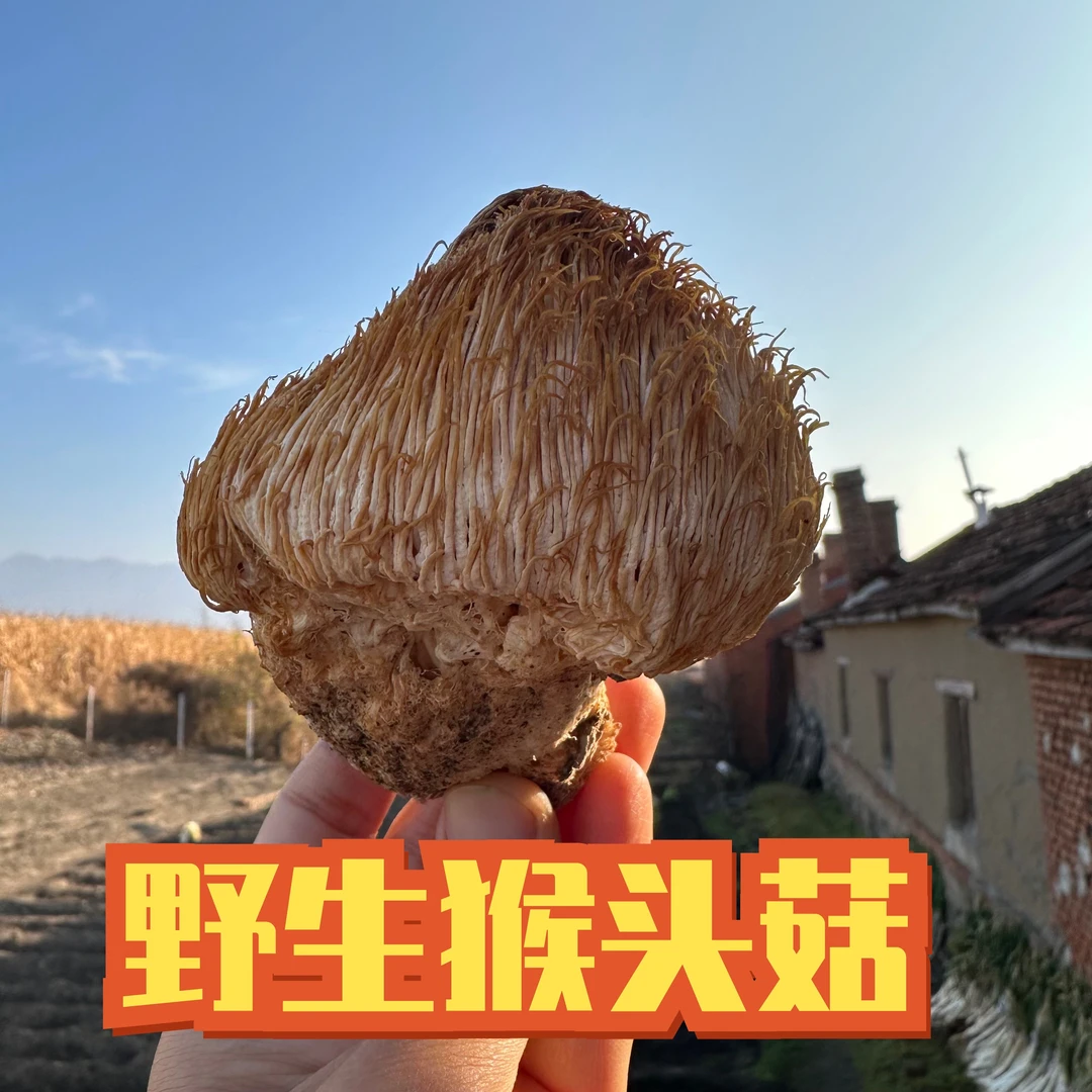 东北土特产野生猴头菇250/500克干货过节送礼养胃晒干可代打粉