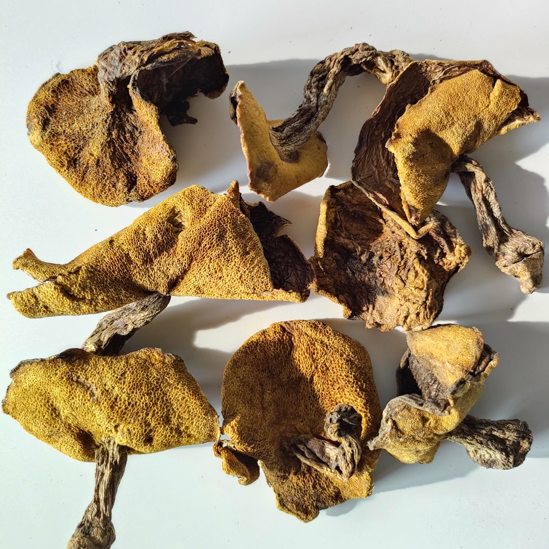 东北野生粘团子松蘑粘蛾子窝子蘑菇菌菇黑蘑菇土信半斤250克包邮