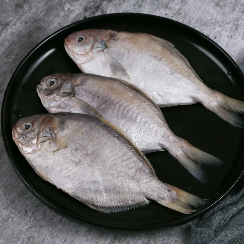 宁波石浦小海鲜 海捕肉鲳鱼新鲜冷冻海鲜水产 1500g