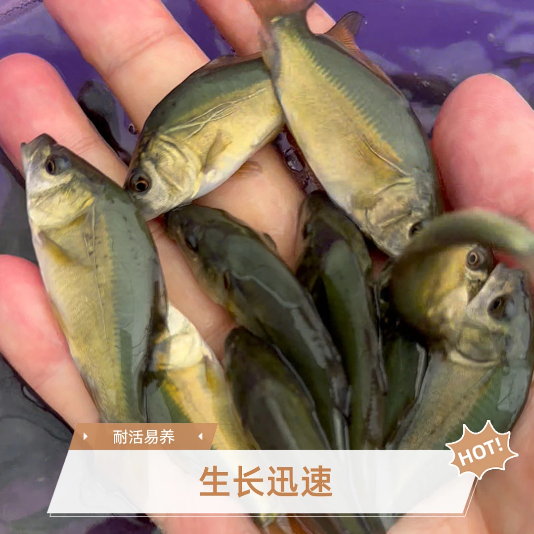 裸鲤鱼三道鳞鲤鱼鱼苗裸斑鱼塘现货清水优质品种鱼苗基地