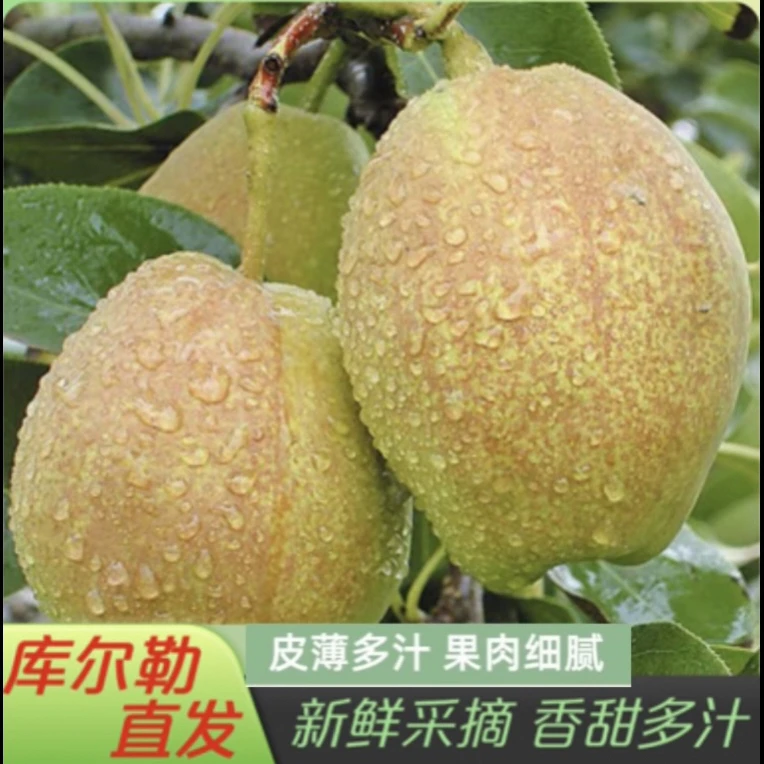 新疆库尔勒香梨甘甜多汁无渣 产地直发坏果包赔