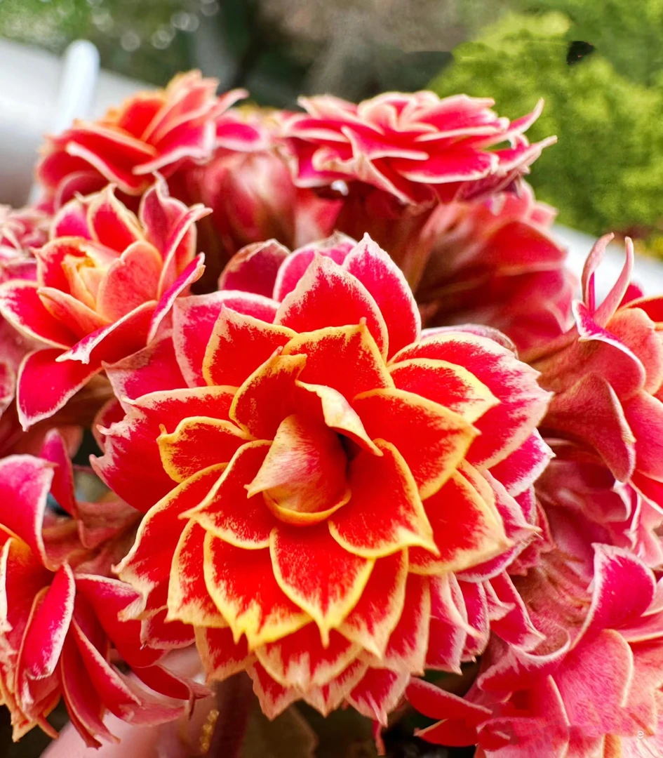 【金丝带】110盆长寿 稀有大花品种 基地直发