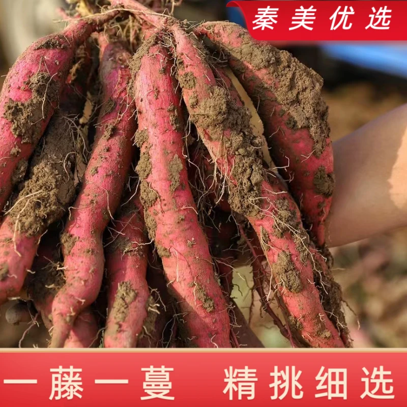 陕西临潼北田沙地板栗红薯3斤干面粉糯香甜可口