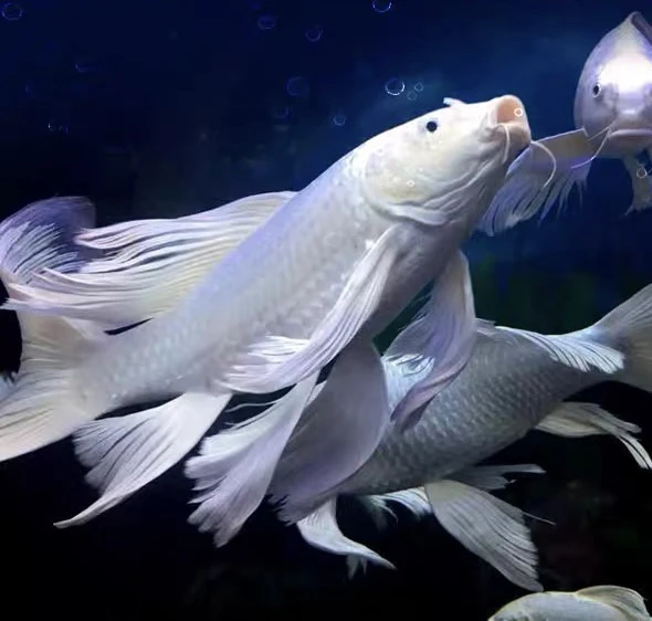 活动蝴蝶鲤 全品不挑不捡短身 普身 普短 冷水观赏鱼好养大鳍大尾