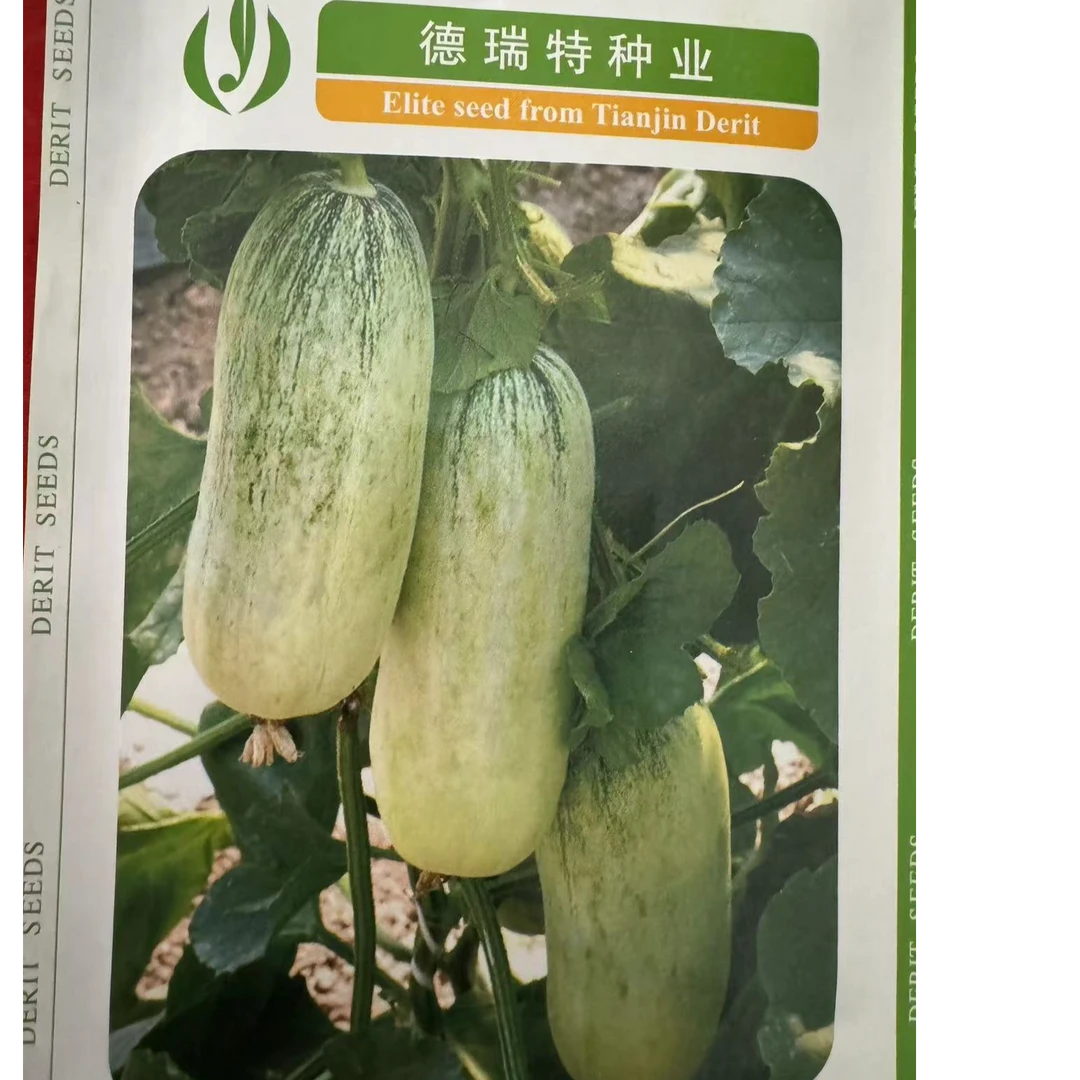 【寿光茂奎专属种植】博洋7302甜瓜【亩产8000斤以上】适应生长播种