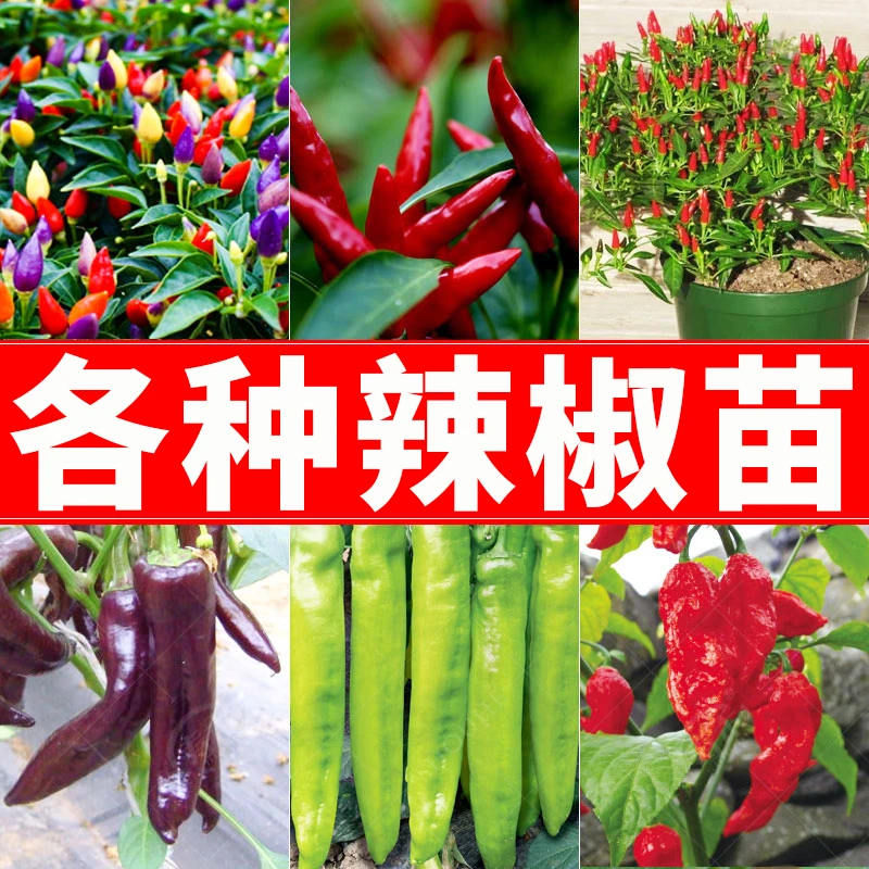 薄皮椒牛角线椒苗螺丝椒苗朝天椒苗蔬菜种苗菜椒青椒79