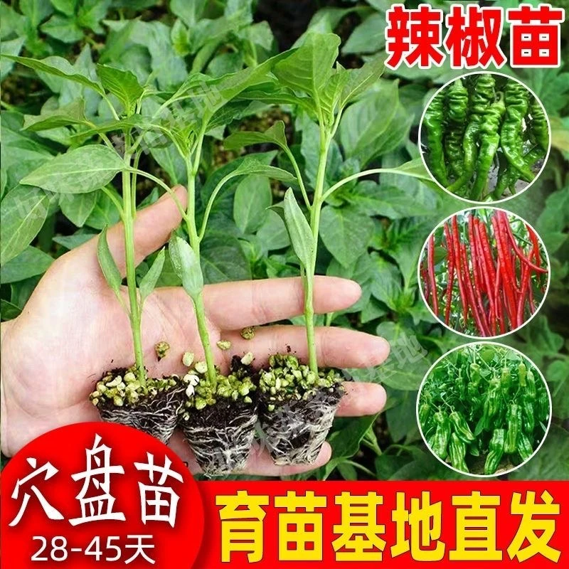 薄皮椒牛角线椒苗螺丝椒苗朝天椒苗蔬菜种苗菜椒青椒高产辣椒秧苗