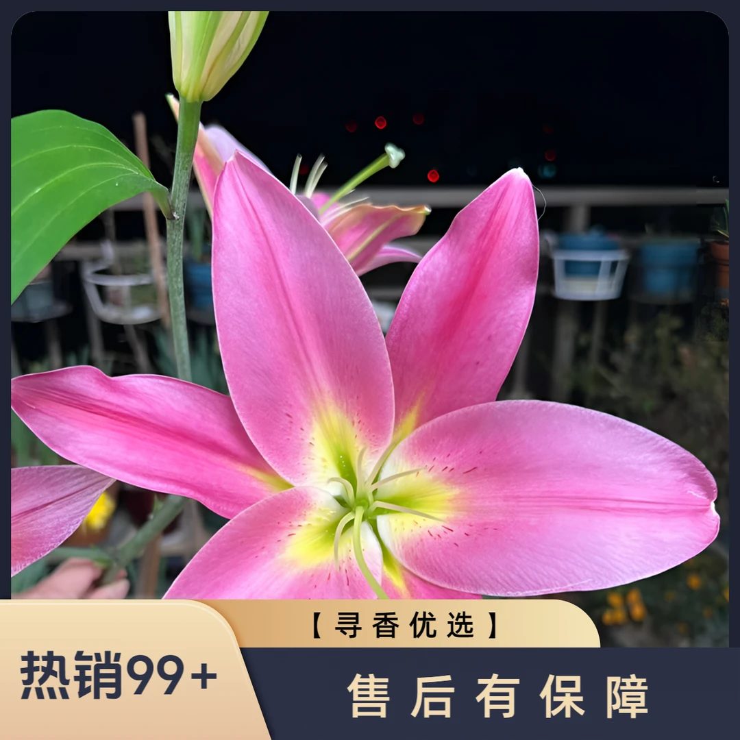 【圆舞曲】粉色【寻香优选】基地直发顺丰包邮凌源鲜切花种植养护