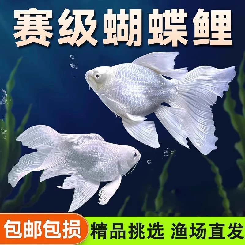 观赏鱼蝴蝶鲤小鱼苗球体冷水鱼活体鱼好养耐活淡水鱼大鳍大尾活鱼