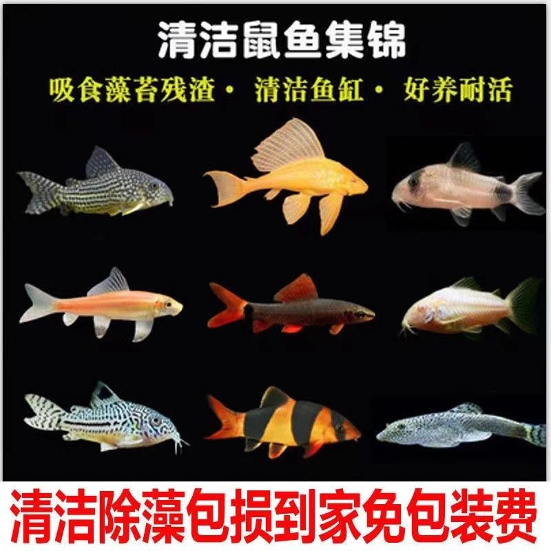 清道夫鱼底栖老鼠鱼白鼠咖啡鼠三间鼠斑马孔雀鱼翻底沙除藻工具鱼