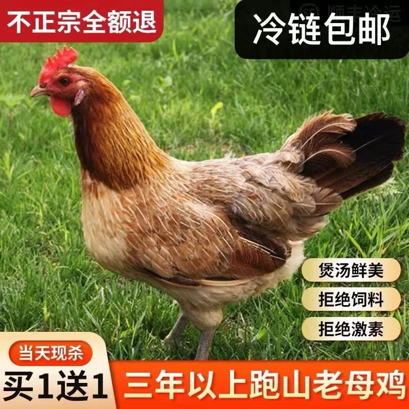 散养老母鸡土鸡带内脏整只现杀只当天现杀发货正宗散养土鸡