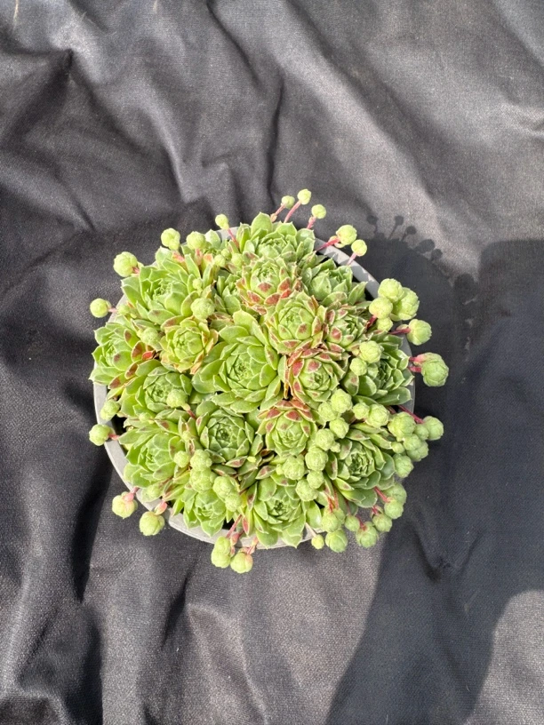 爱德华球 精品多肉 120盆