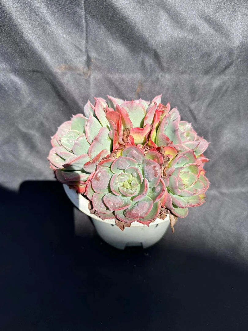 多头宝塔雨滴 多肉 2单包邮