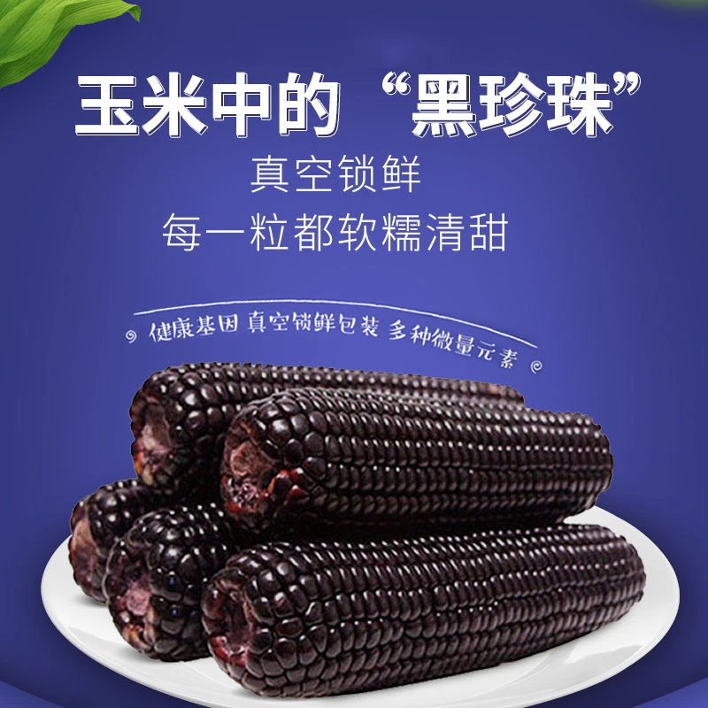 2025头茬 晋20品种 东北黑糯玉米 240g*10根