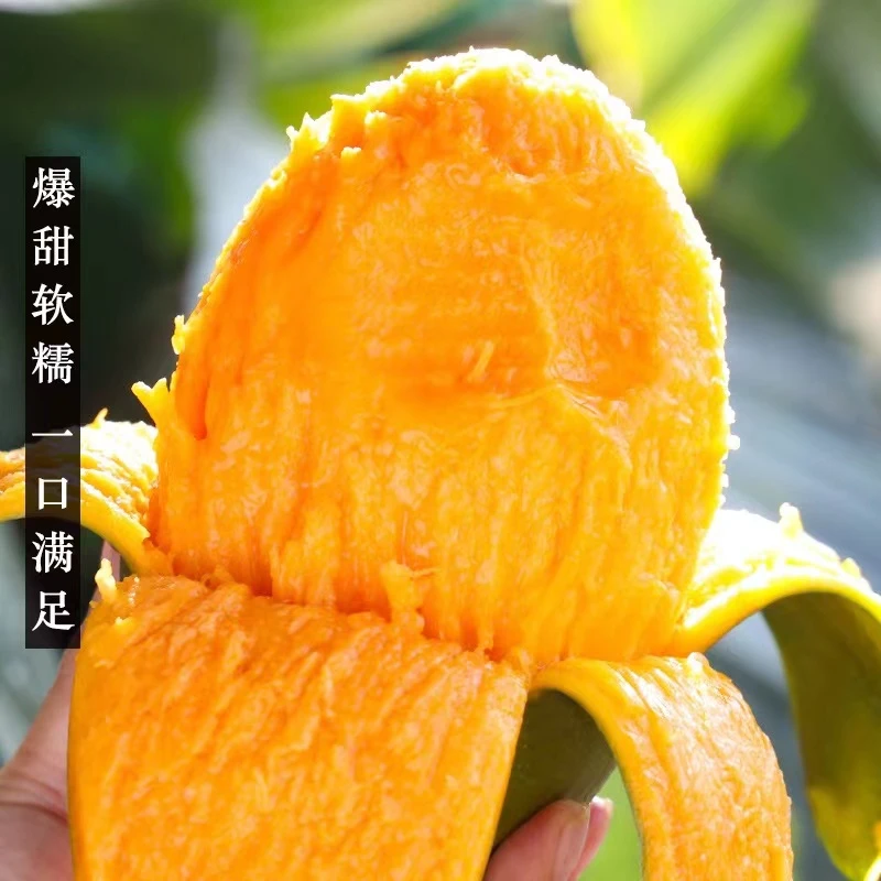 【芒果】攀枝花凯特芒芒果大芒果新鲜水果
