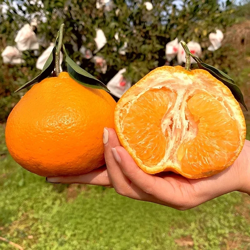 金狐狸春见耙耙柑香甜新鲜水果7斤左右/箱