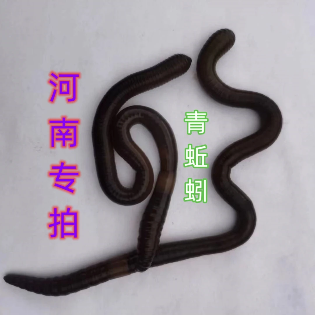 新鲜青蚯蚓黑蚯蚓臭蚯蚓大粗蚯蚓鱼饵沪地龙钓黄鳝老鳖大鱼河南拍