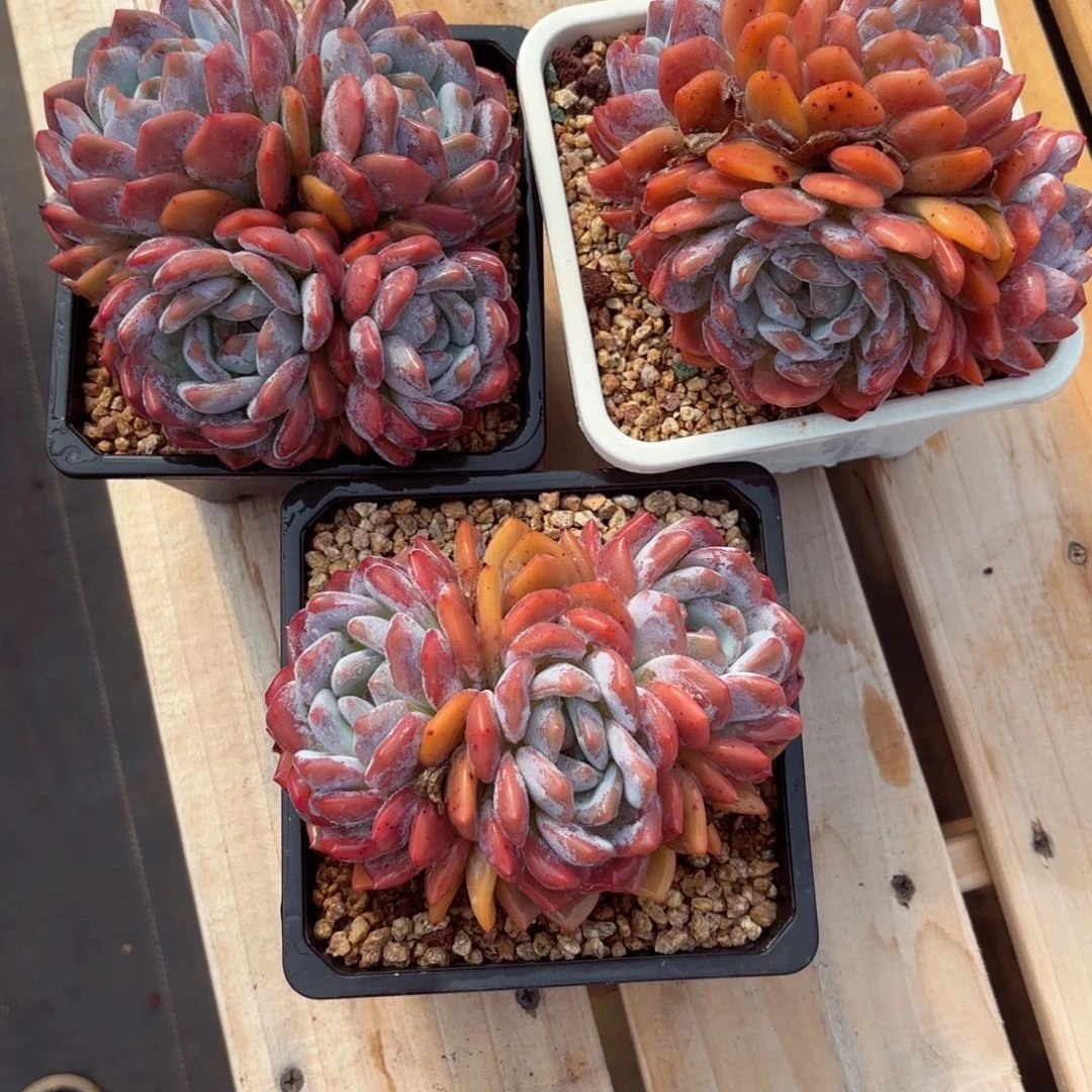 @****Jgddckiyddcvjkjffvbjkkhh