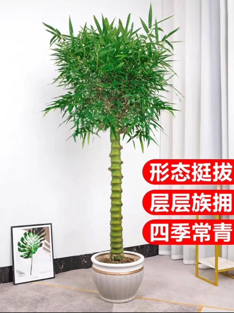 佛肚竹盆栽绿植原土原盆发货绿植观叶净化空气盆景