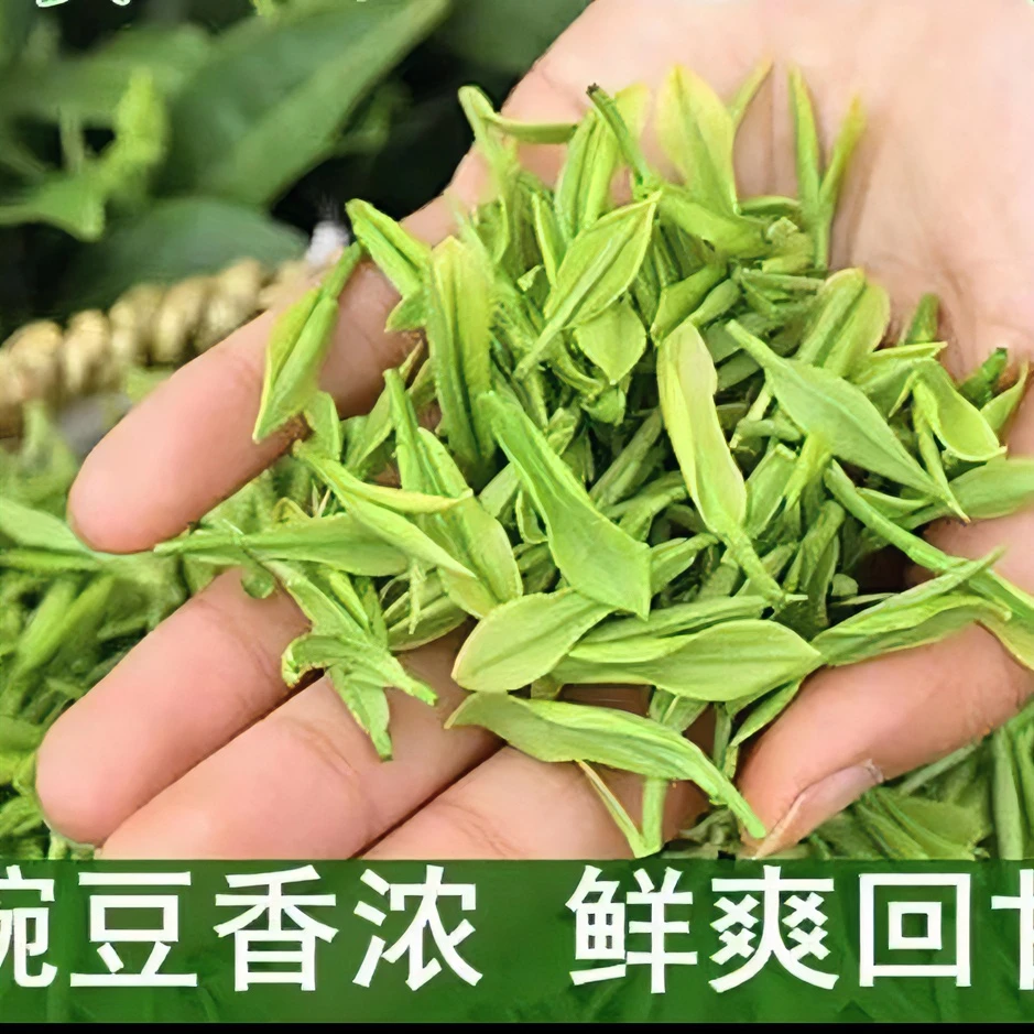 【日照绿茶豆养早春茶】/豆香鲜爽口感/桶装茶叶