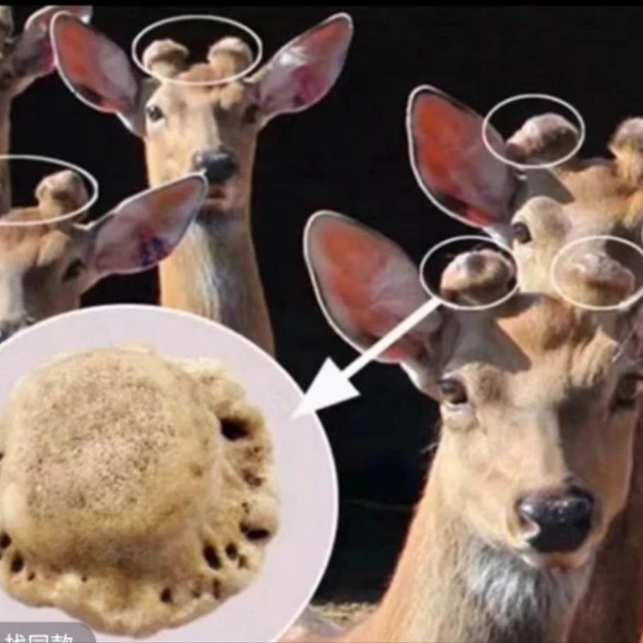 鹿角帽  人工养殖梅花鹿鹿角帽  适合打粉